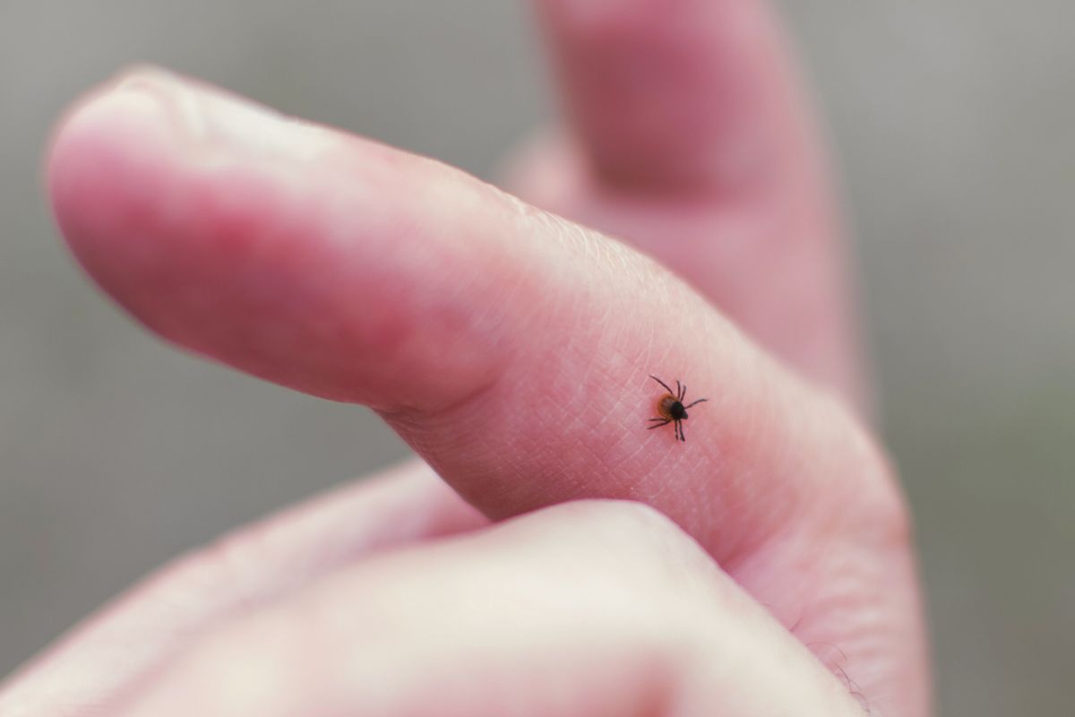 Šią kraujo grupę turintys žmonės yra labiausiai neapsaugoti nuo erkių įsisiurbimo