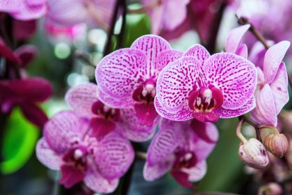 Orchidėja nežydi ir ima vysti.