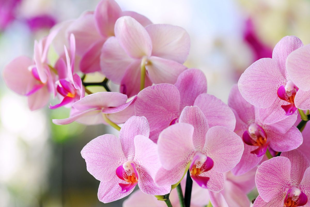 Puikūs patarimai, kad orchidėjos gausiai žydėtų, turėtų stiprias šaknis ir žalius lapus!