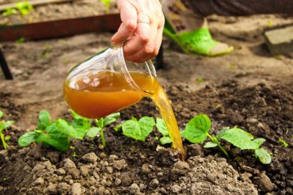 Geriausias būdas pasirūpinti agurkų daigais! Tręškite juos 3 kartus per vasarą ir agurkai nustebins jus gausiu derliumi!