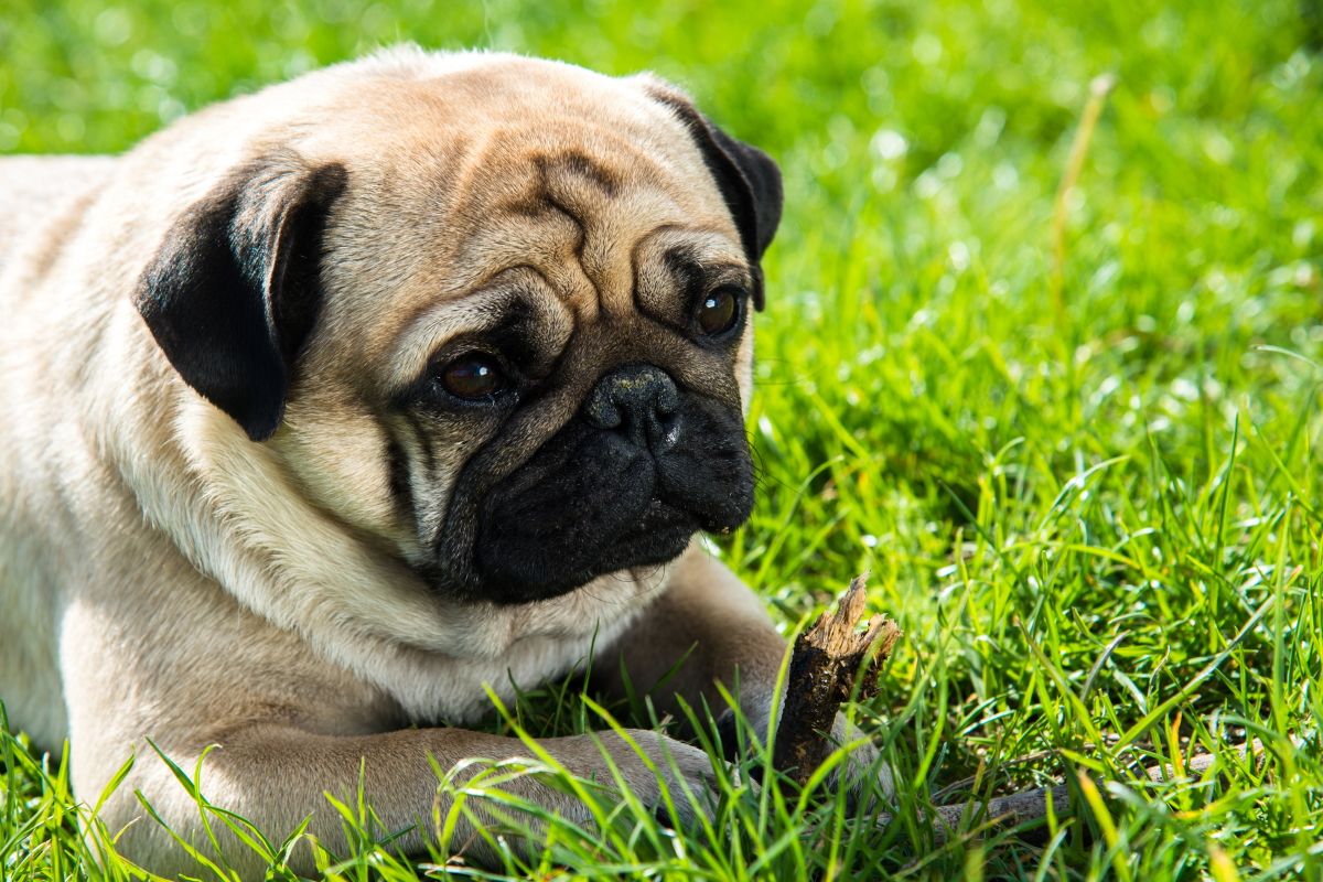 Mopsas