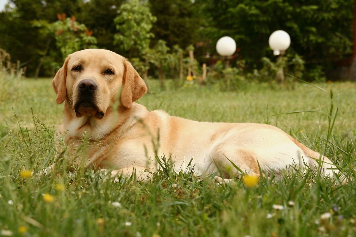 Labradoro retriveris