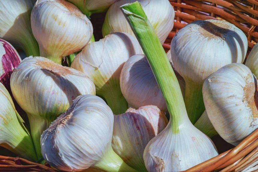 Kaip išlaikyti česnakus šviežius visus metus: jokių daigų, puvimo ar susitraukimo!