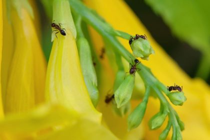 Cinamonas nuo skruzdėlių sode – natūralus būdas atsikratyti kenkėjų be chemikalų
