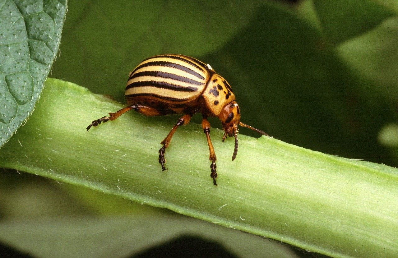 Kolorado vabalai
