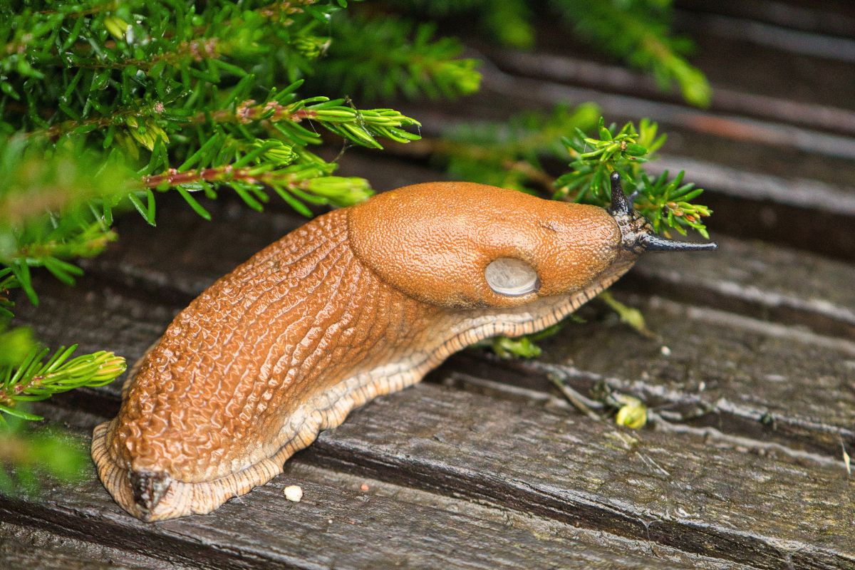 Darže yra šliužų, bet mano augalai nuo jų nenukenčia. Naudoju paprastą gudrybę!