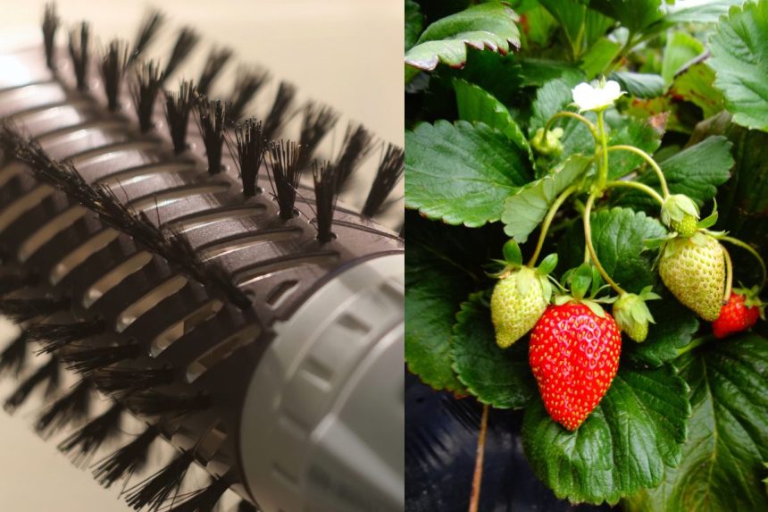 „Dyson“ peržengia buities ribas: pristatė inovatyvų įrenginį braškėms auginti