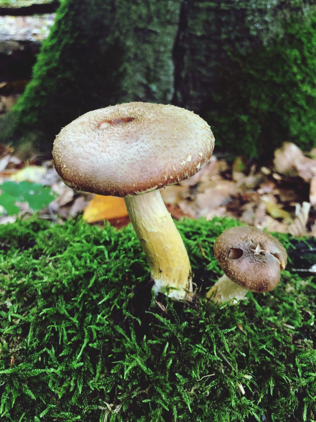 Greitas grybų valymas grybai miške