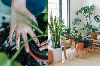 Įdėkite tai į vazoną – net nuvytę augalai atgis! Stebinantis sodo triukas