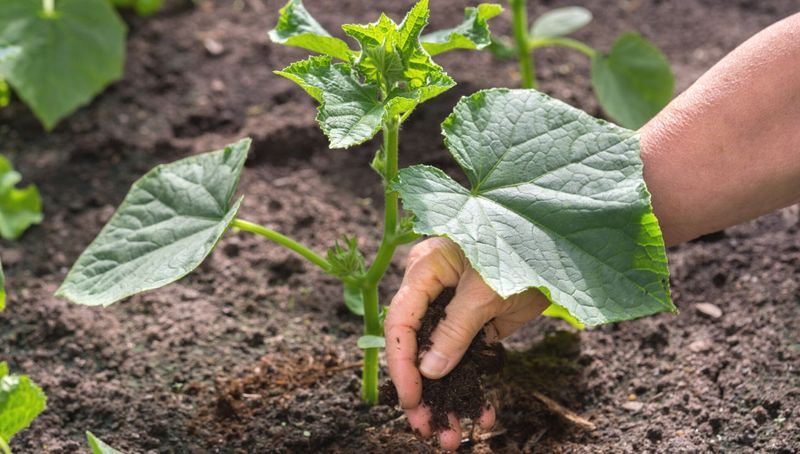 Ko nesodinti prie agurkų? nuotraukos getty vaizdai