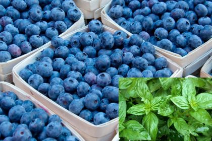 Pasodinkite tai šalia šilauogių – uogų derlius nustebins!