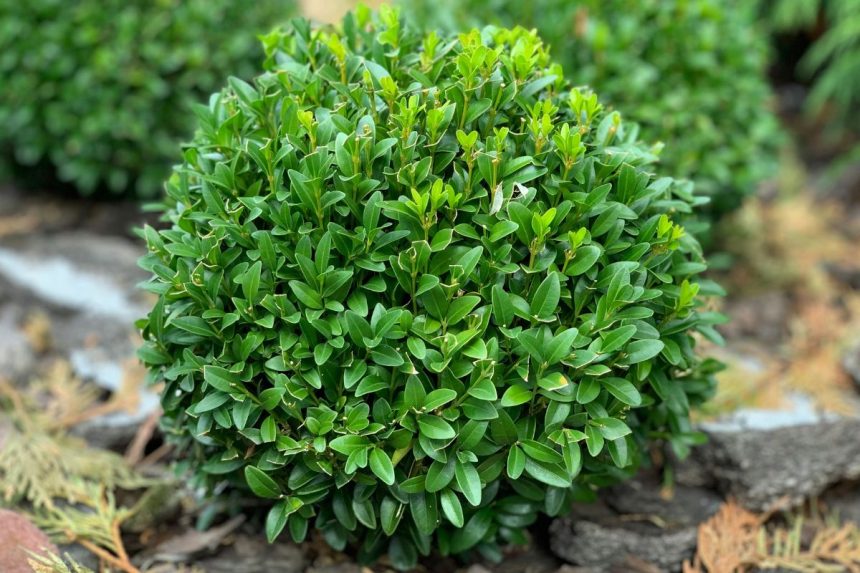 Kaip atsikratyti buksmedžių kandžių lervų: veiksminga priemonė vos iš kelių ingredientų
