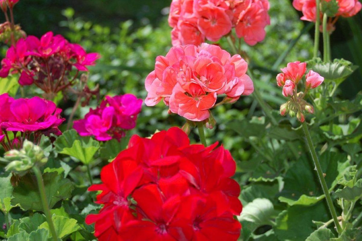 Kaip dauginti pelargonijas? Siūlome išbandyti patį paprasčiausią būdą