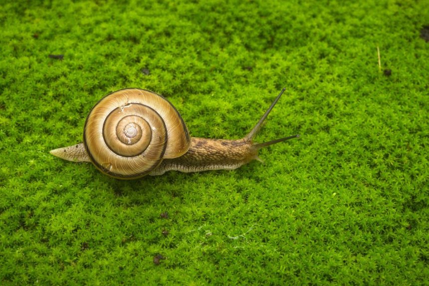 Kaip veiksmingai išnaikinti samanas vejoje: patikrinti metodai vasaros sezonui