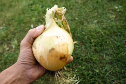Kaip užauginti stambius svogūnus ir česnakus? Veiksmingi patarimai sodininkams