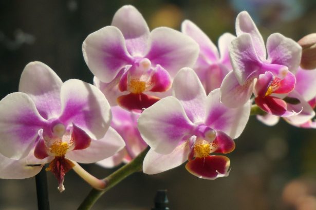 Kodėl orchidėja nežydi? Dažniausios priežastys ir kaip paskatinti žydėjimą
