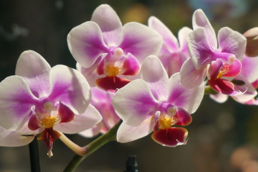 Kodėl orchidėja nežydi? Dažniausios priežastys ir kaip paskatinti žydėjimą