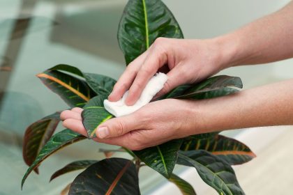 Įtrinkite šiuo produktu augalų lapus – spindesys ir švara garantuoti!