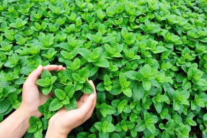 Mėtos sode – gražu, bet pavojinga: ką būtina žinoti prieš sodinant