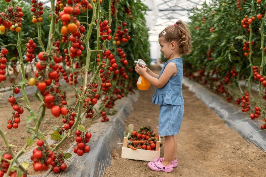 Natūralios priemonės pomidorams: 6 veiksmingi būdai apsaugoti nuo grybelių ir kenkėjų
