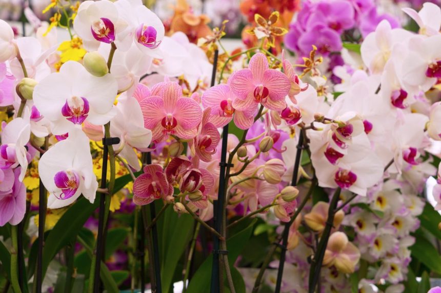 Orchidėjos