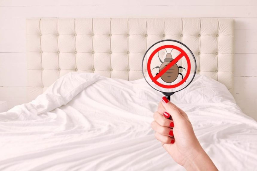 Padėkite tai po pagalve – veiksmingas būdas atsikratyti patalinių blakių