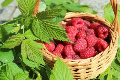 Patręškite avietes šiomis trąšomis – derlius nustebins!