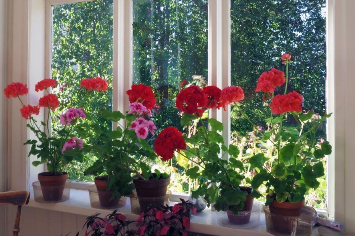Kodėl patyrusios šeimininkės rekomenduoja ant kiekvienos palangės statyti žydinčias pelargonijas?