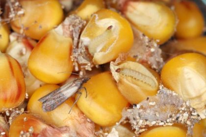 Veiksminga priemonė nuo maistinių kandžių: močiutės receptas, kuris tikrai veikia