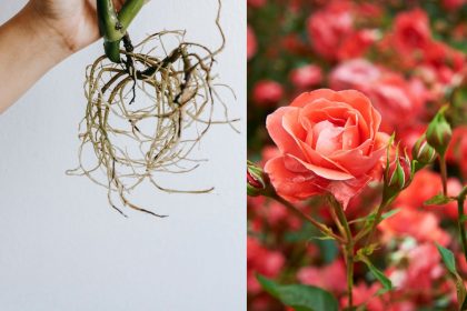 Maža gudrybė rožių dauginimui: išbandyk ir nustebsi rezultatais!