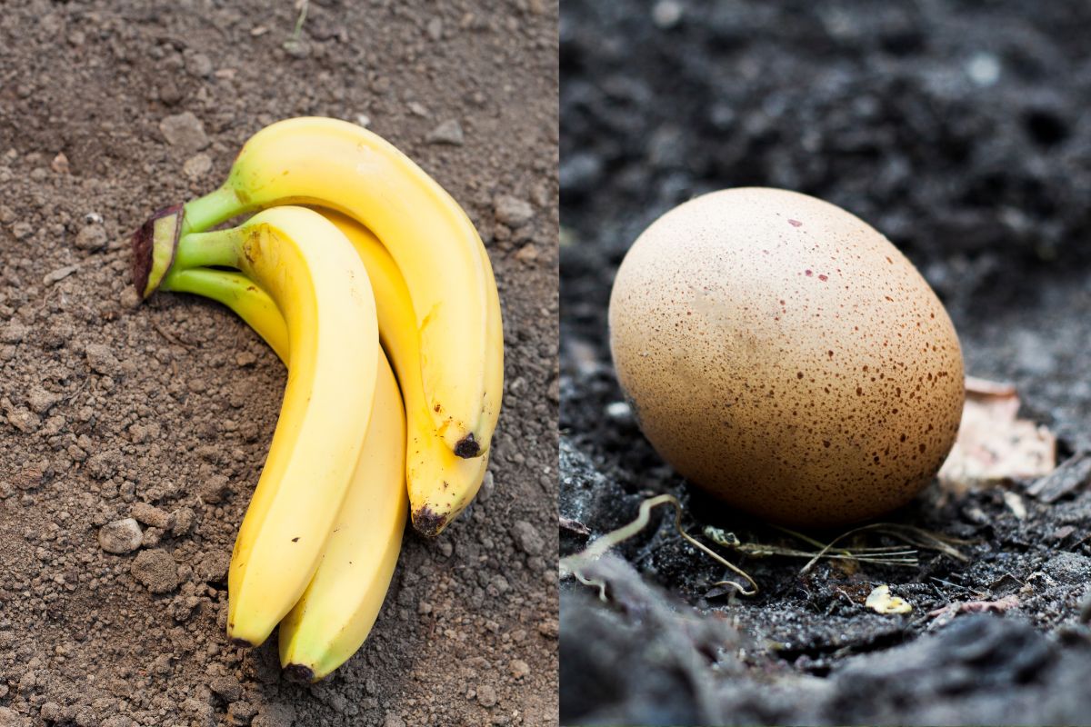 Sumanus sodininkų triukas: jie užkasa kiaušinius į žemę, dažnai kartu su bananais!