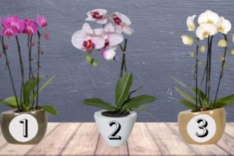 Testas: pasirinkite orchidėją