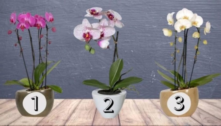 Testas: pasirinkite orchidėją