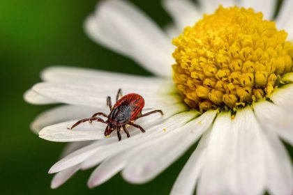 Pasigaminkite šį tirpalą – ir erkių savo kieme nebepamatysite!