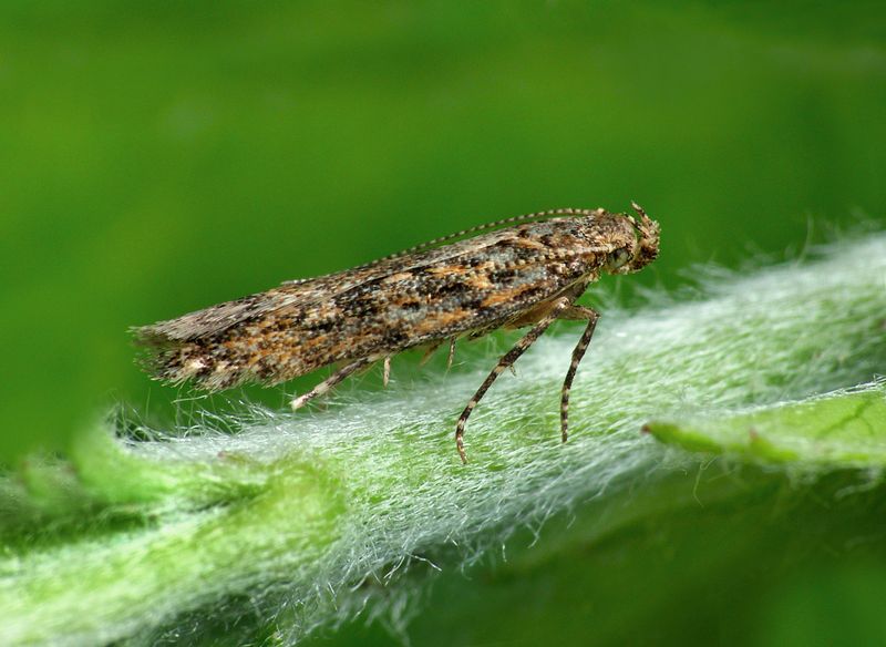 tuta absoluta na pomidorach, fot. Patrick Clement/wikipedia