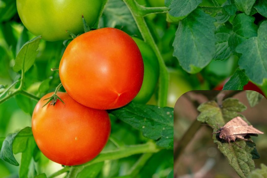 Tuta absoluta ant pomidorų: kaip atpažinti ir efektyviai sunaikinti šį kenkėją