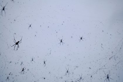 „Vorų lietus“: bauginantis reiškinys, kurį paaiškino mokslininkai