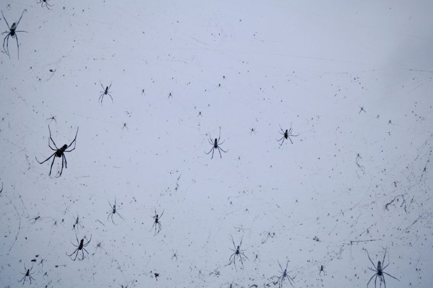„Vorų lietus“: bauginantis reiškinys, kurį paaiškino mokslininkai