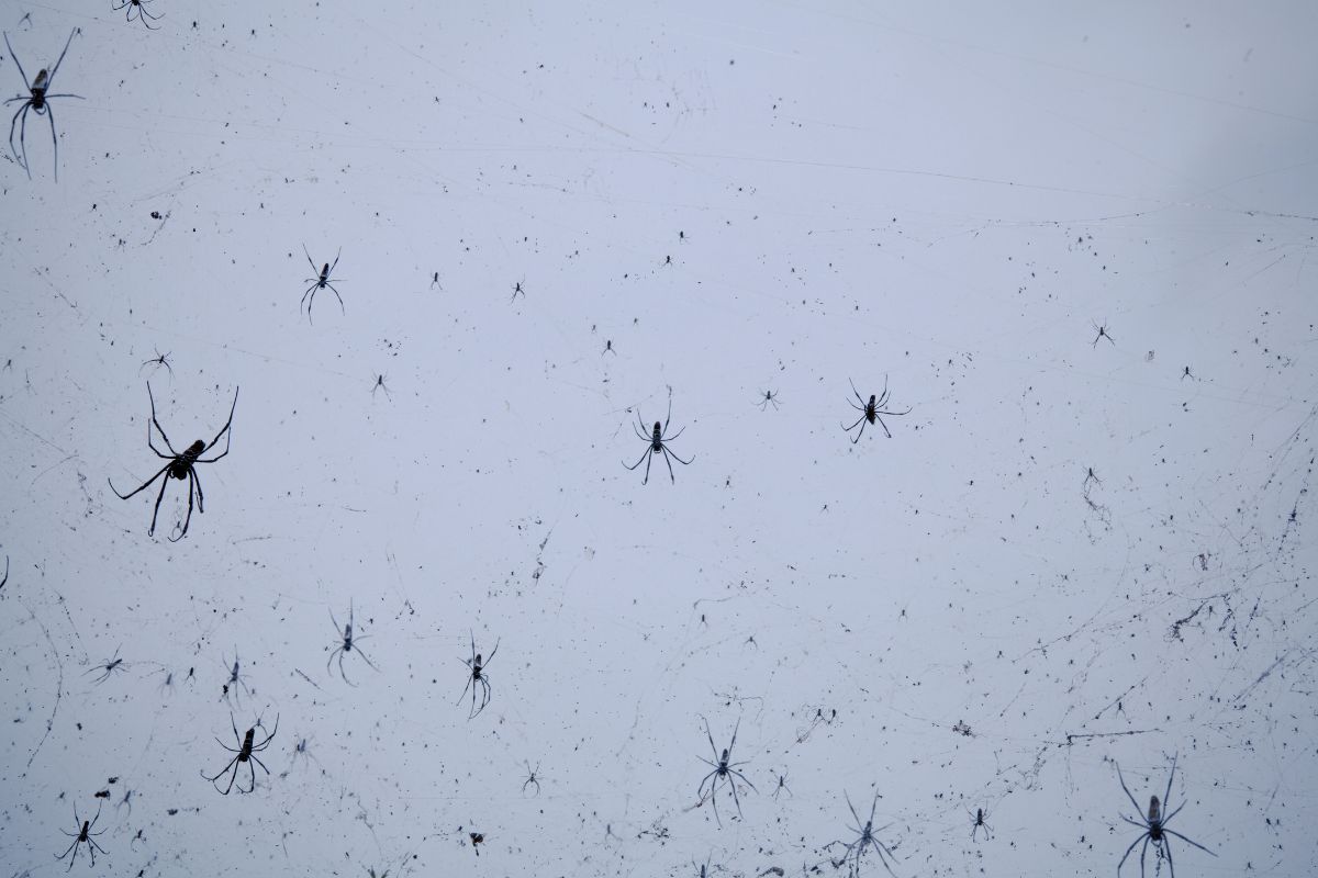 „Vorų lietus“: bauginantis gamtos reiškinys, kurio nenorėtų išvysti arachnofobai