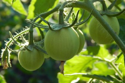 Dėl šių klaidų pomidorai visada liks žali – sužinokite, kaip pagreitinti jų sunokimą