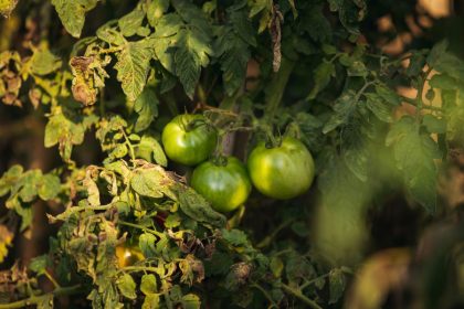 Gelsta pomidorų lapai? Sužinokite, kuo purkšti ir kaip išgelbėti derlių