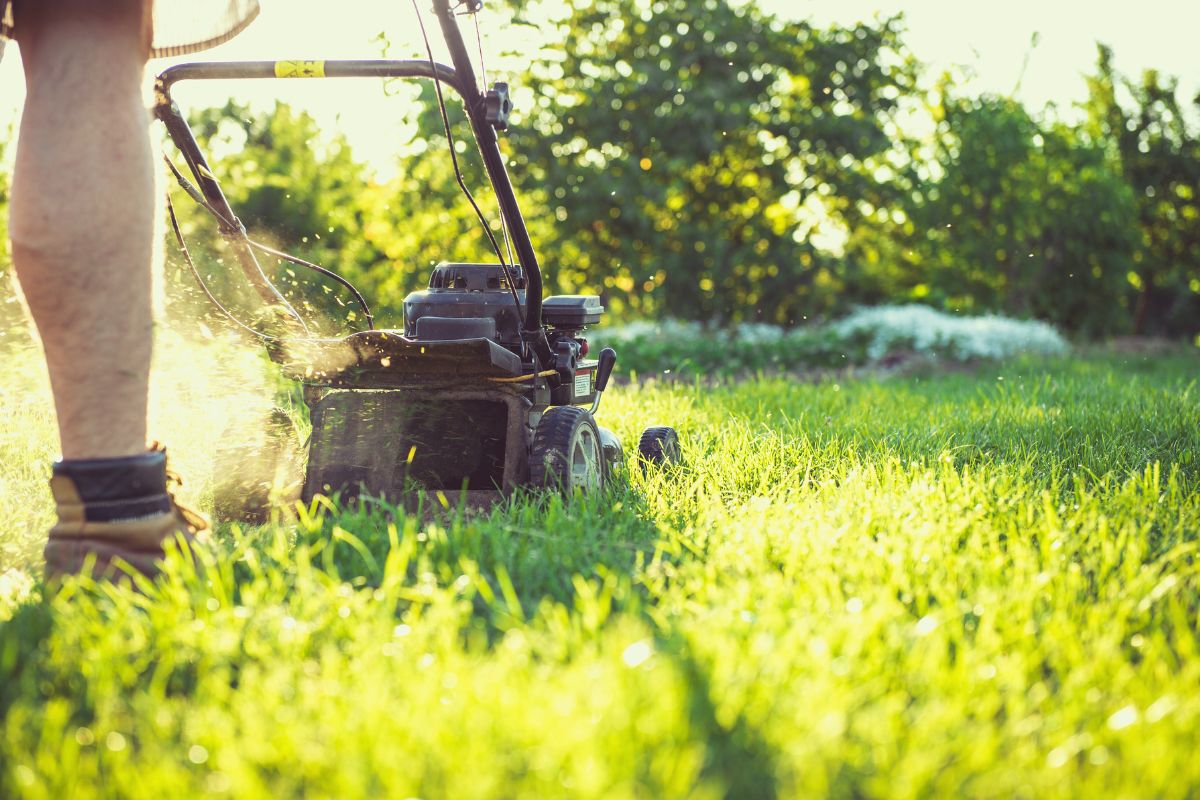 Pavargote pjauti žolę? Šis augalas išgelbės jus nuo šios problemos