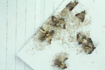 Kaip atsikratyti maistinių kandžių? Išbandykite spąstus su vyno actu ir natūralias priemones