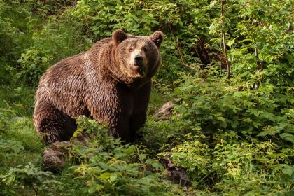 Karpatų tragedija: lokė mirtinai sužalojo turistą, bandžiusį pasidaryti asmenukę su jaunikliu