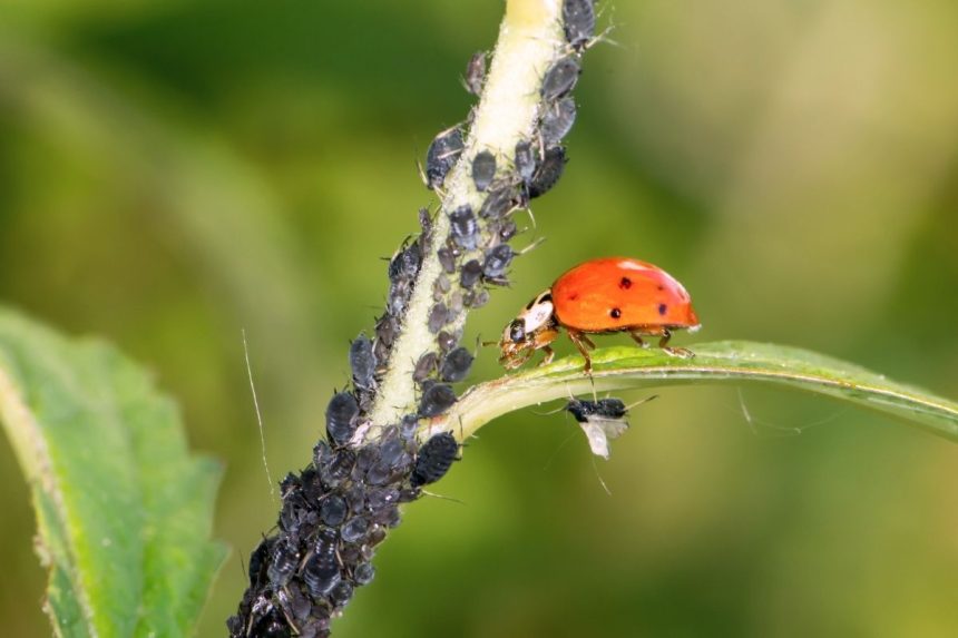Veiksmingiausi natūralūs insekticidai nuo amarų ir kolorado vabalų: receptai, kurie tikrai veikia