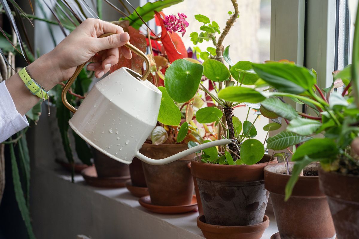 10 natūralių trąšų receptų: galite naudoti bet kuriems kambariniams augalams!