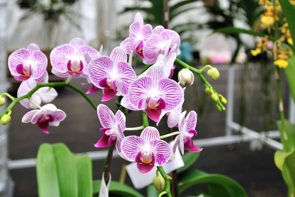 Vysta orchidėjų lapai: priežastys ir ką tokiu atveju daryti?
