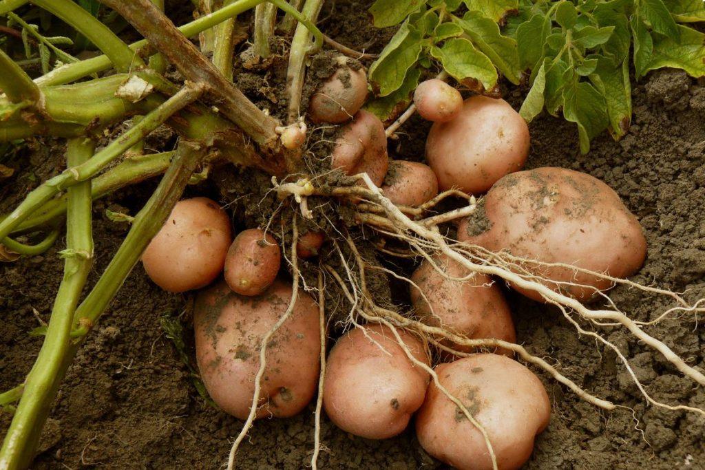pavojingos daržovės
