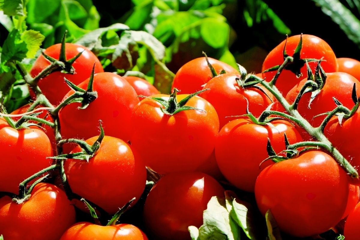 Pomidorų krūmai ilgą laiką buvo vargingi. Šios trąšos padarė stebuklus!