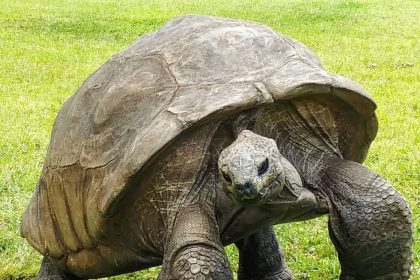 Seniausias gyvūnas pasaulyje: šis vėžlys išgyveno net 40 JAV prezidentų